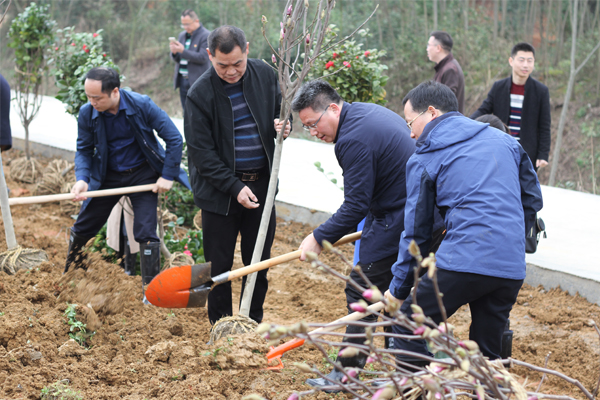 2众人协作植树苗.jpg