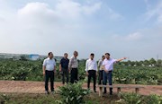 市农科院：聚焦乡村振兴督查指导常德洋蓟“三品”工程科研课题项目