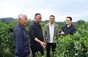 石门：聚焦“小切口” 监督护航乡村振兴