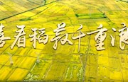 视频 | 谢家铺里“丰”景好，喜看稻菽千重浪！