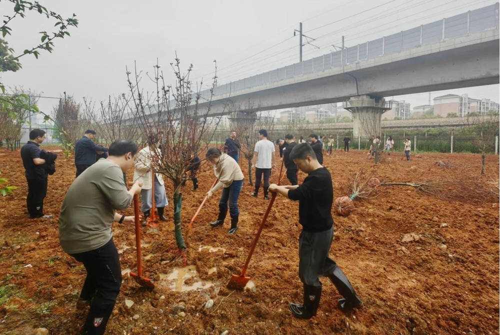 市纪委监委组织开展义务植树活动